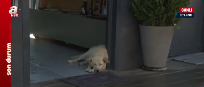 Karne hediyeleri sokakta! Aralarında tavşan bile var... Sahipsiz köpek sorunu nasıl çözülecek?