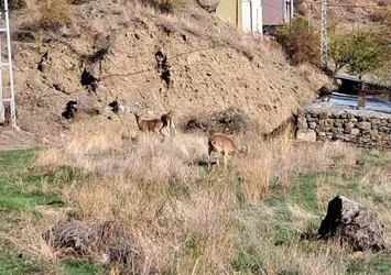 Köyde yaban keçileri özgürce otluyor