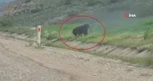 Aniden yola çıktı! Telefona sarıldı