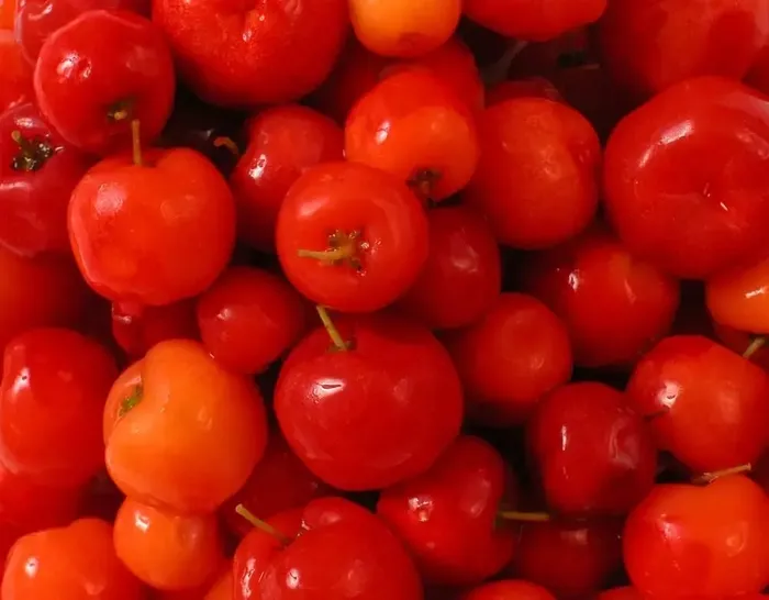 adini-kimse-bilmiyor-megerse-c-vitamini-bombasiymis-1715594685930.jpeg Adını kimse bilmiyor! Meğerse C vitamini bombasıymış... - 1