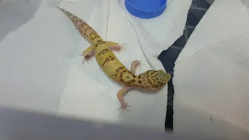 İstanbul’da egzotik havyan operasyonu