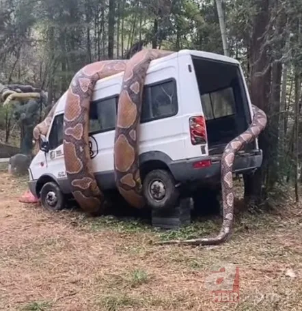 Bu görüntüler dehşete düşürdü! Dev anakonda arabayı sardı 3