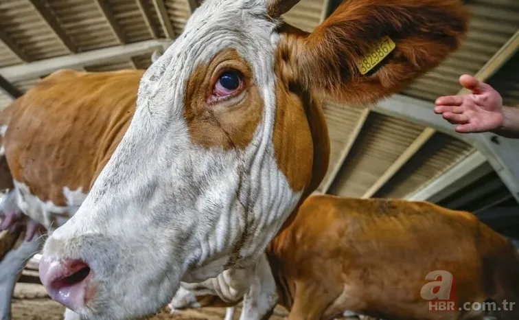 KURBANLIK DANA FİYATLARI 2023! Kurbanlık fiyatları ne kadar, kaç TL? Büyük baş, küçükbaş, koyun... 5