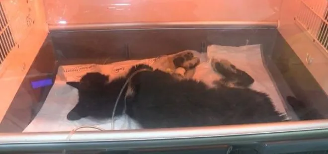 İstanbul Kadıköy’de katliam! 45 kedi ölü bulundu: Birkaç saat aralıklarla...