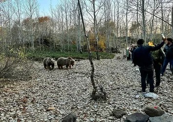 Yeni akım: Ayı ile selfie! Yetkililer ısrarla uyarıyor: Ayılar saldırgan kendinizi ve ailenizi tehlikeye atmayın