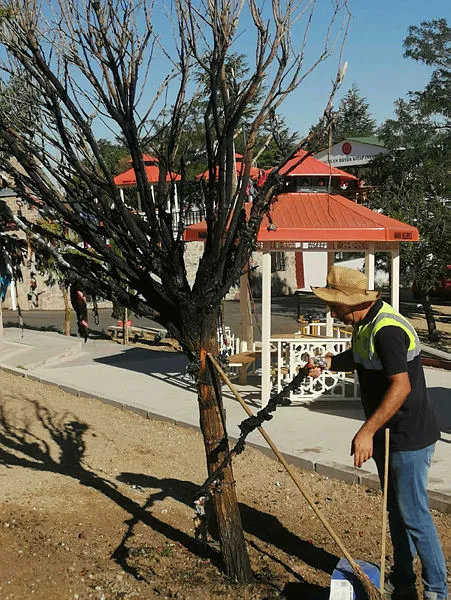Ankara'da Hüseyin Gazi Cemevi'nin dilek ağacını yakanlara gözaltı! Cemevi dedesi Hüseyin Öz: Provokasyon olabilir - 2