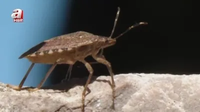 Kokarca böceği istilası!