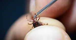 Kene ısırığına dikkat! Bu hata ölümcül sonuçlara yol açıyor