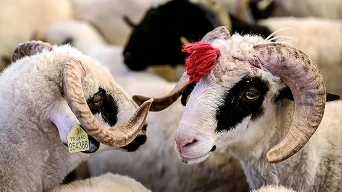 Kurban Bayramı ne zaman, hangi ayda? 2025 Kurban Bayramı tatili kaç gün olacak?