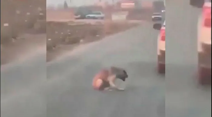 Şanlıurfa'da araçtan köpeğe ateş edip yaralayan şüpheli yakalandı - 4
