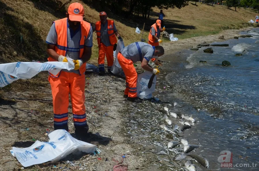 İstanbul'da büyük skandal ve acı veren görüntüler! Küçükçekmece'deki balık ölümlerinin nedeni ne? 21