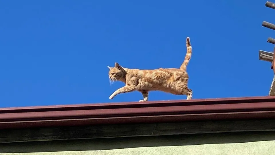 İnsanlara küsen kedi! 4 yıldır çatıdan inmiyor