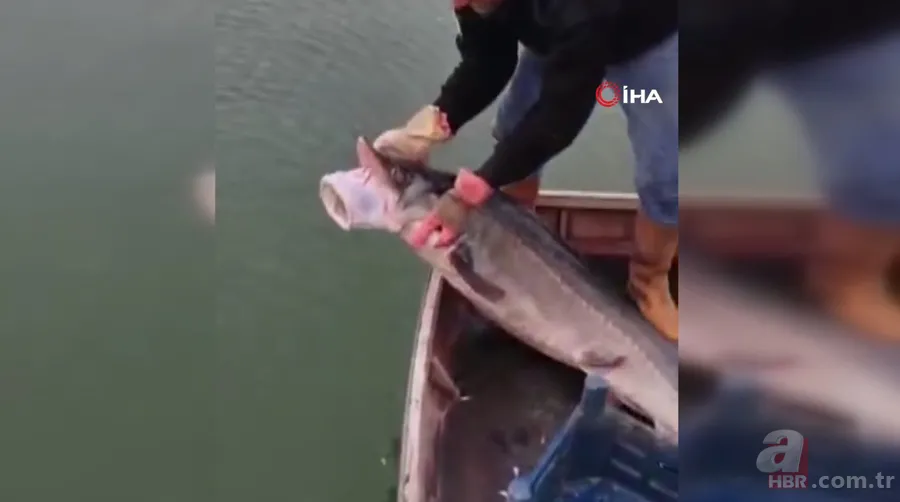 Balıkçının ağına takıldı! Havyarı 2 milyon liraya satılıyor 4
