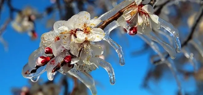 Kastamonu için zirai don uyarısı