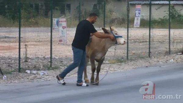 Kurban Bayramı'na saatler kala hareketli dakikalar! Kiminin kolu çatladı, kiminin boğası kaçtı 24
