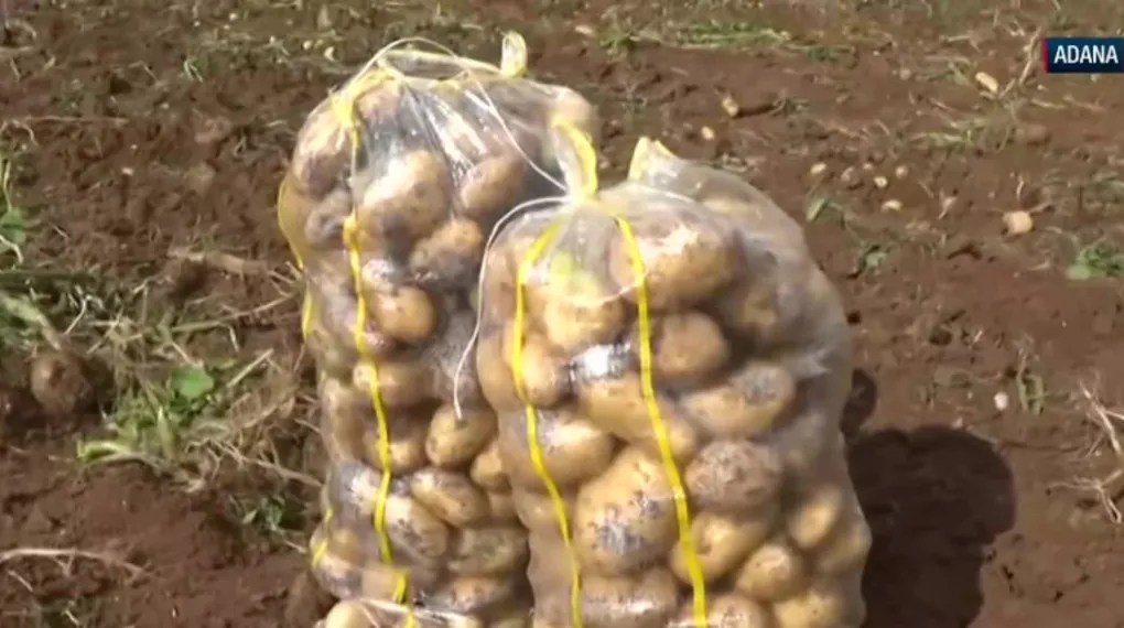 Türkiye’nin tarım kalbi Çukurova'da patates hasadı