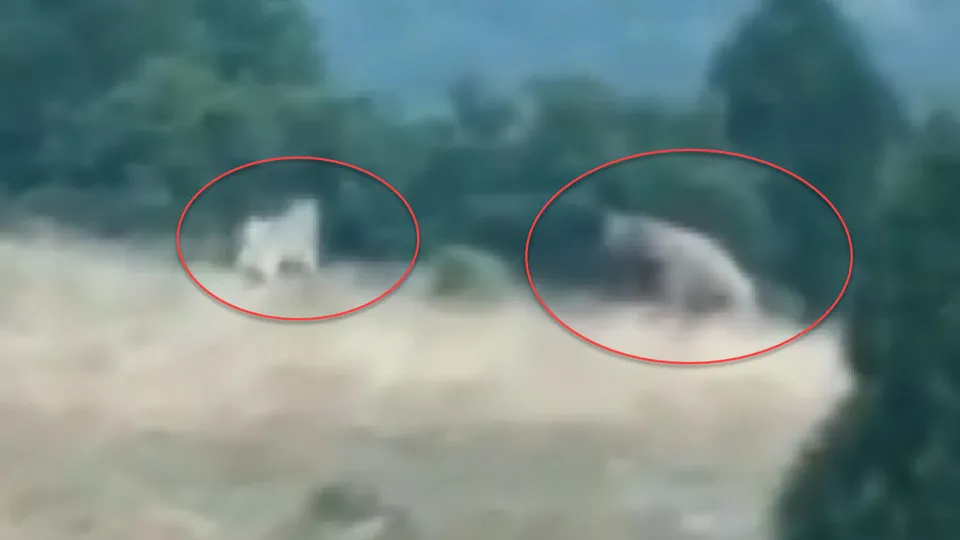 Kangal köpekleri bozayıyı pusuya düşürdü! Vahşi doğa belgesellerini aratmayan görüntüler Türkiye’den