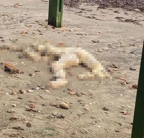 1704661642254.jpeg Muğla sahilde kan donduran cinayet! Kafası kesilip atılmış - 1