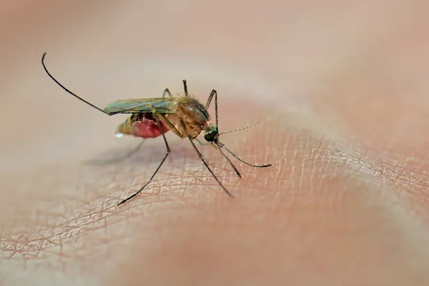 aedes-sivrisinek-isirigi-belirtileri-neler-zika-virusu-nedir-zika-virusu-belirtileri-nelerdir-zika-virusu-olum-1659527578152.jpg