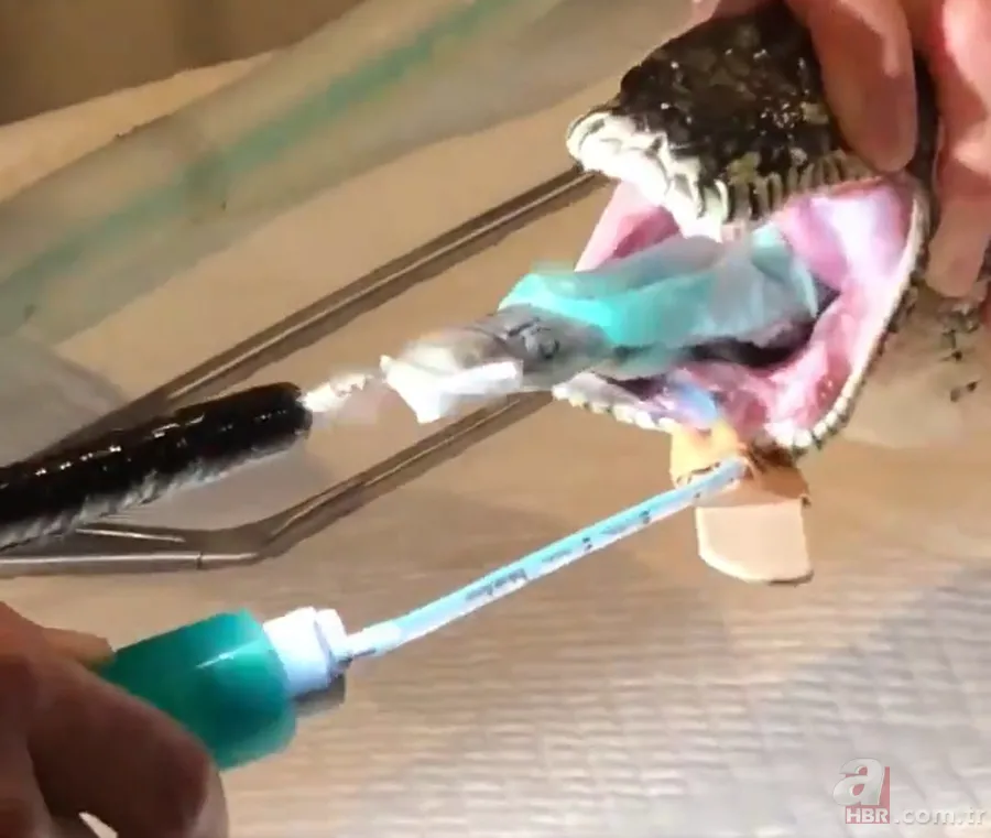 Bir yılan bunu neden yer? Pitonu ameliyat eden veterinerlerden sevinç çığlıkları 8