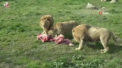 Aslanlar böyle yedi