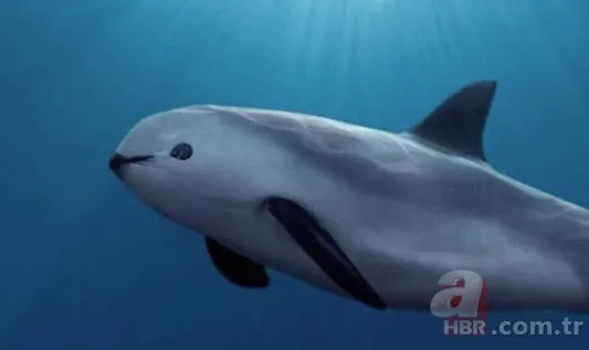 Bilim dünyasında şoke eden gelişme! Nesli tükenen dev canlı geri geliyor 6