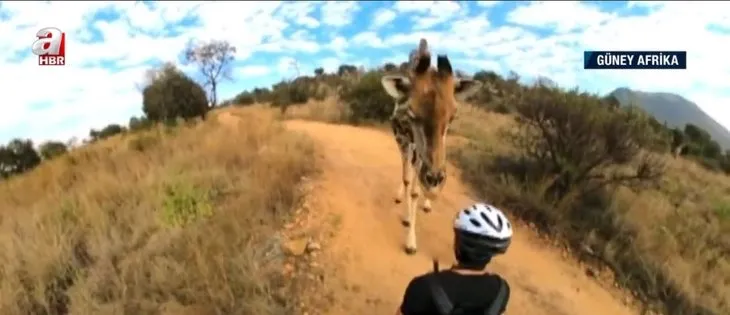 Bisiklet gezintisine zürafa engeli! Korku dolu anlar kamerada