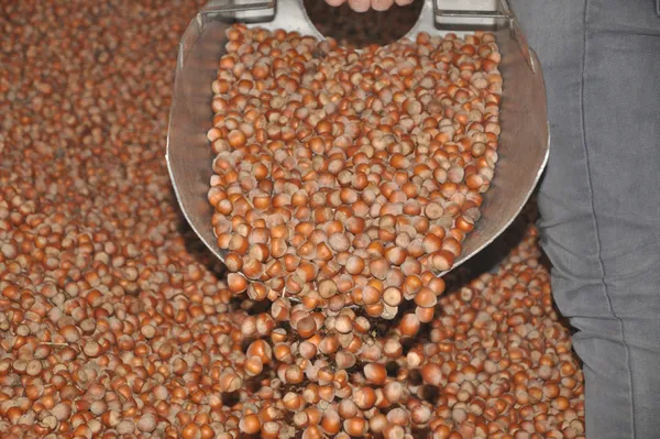 Son dakika: Bakan Pakdemirli açıkladı! O süre 30 Nisan’a kadar uzatıldı