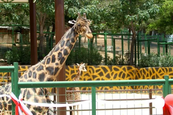 Zürafa ’Şakir’ eşi ’Selvi’ ile ilk kez buluştu