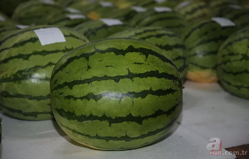 Güvercin gübresi ile özel olarak üretildi! Sır gibi saklanan 64 adet karpuz korumaya alındı: Nedeni şaşkına çevirdi 8