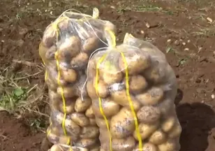 Türkiye’nin tarım kalbi Çukurova'da patates hasadı