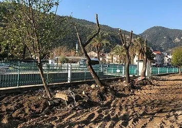 CHP'li belediyeler katliamlara devam ediyor! Fethiye Belediyesi 'Altın değerindeki' ağaçları söktü