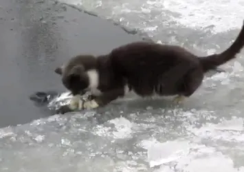 Kedi tek hamlede balığı böyle avladı