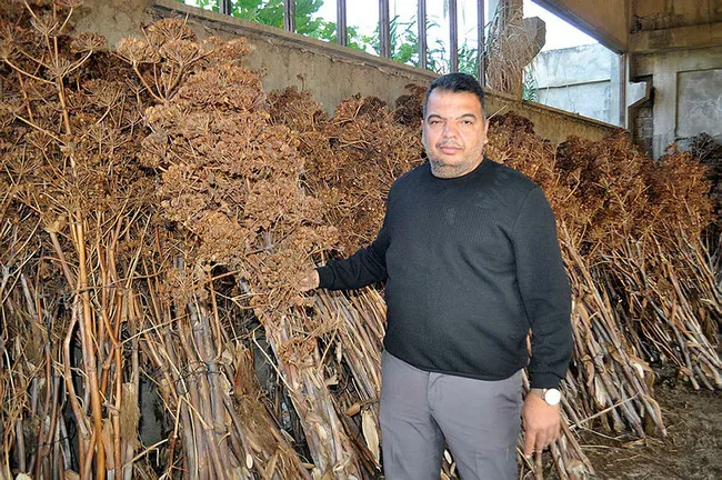 Manisa’da köylülerin topladığı ürünler 4 ülkeye peyzaj ürünü olarak ihraç ediliyor - 3