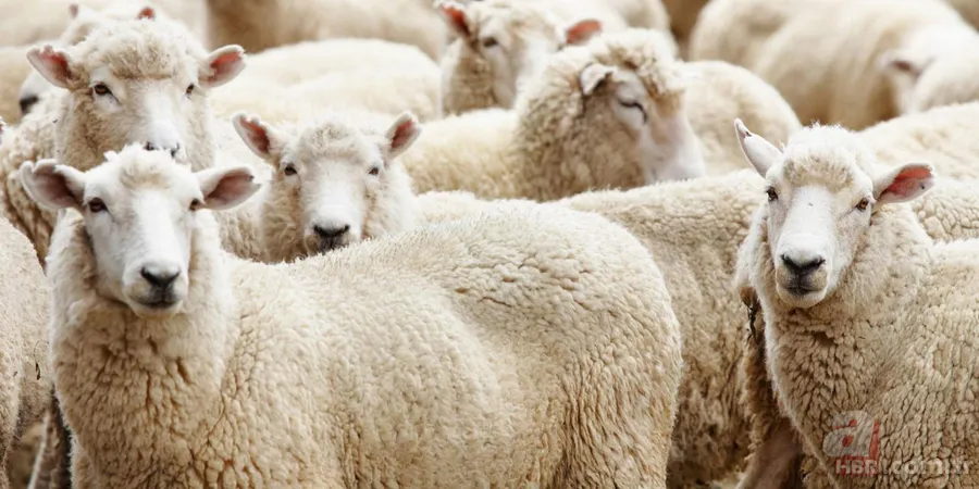 Marketlerde kurban fiyatı ne kadar? A101, Migros, CarrefourSA küçükbaş büyükbaş 2021 kurbanlık fiyatları kaç TL? 4