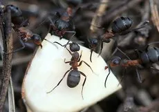 Tek bir damlası karıncaları yok ediyor!