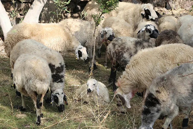 Diyarbakır'da köye inen kurt sürüsü 18 koyunu telef etti - 3