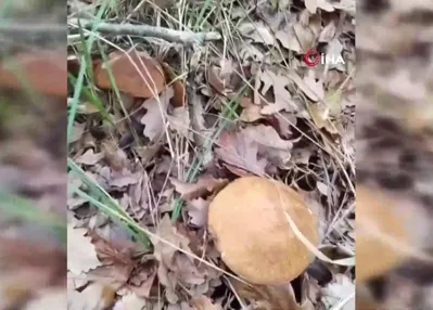 Mantar toplarken yılan şoku! Bastı