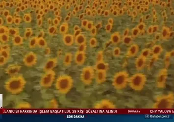 Tarladan fabrikaya ayçiçek yağı üretimi