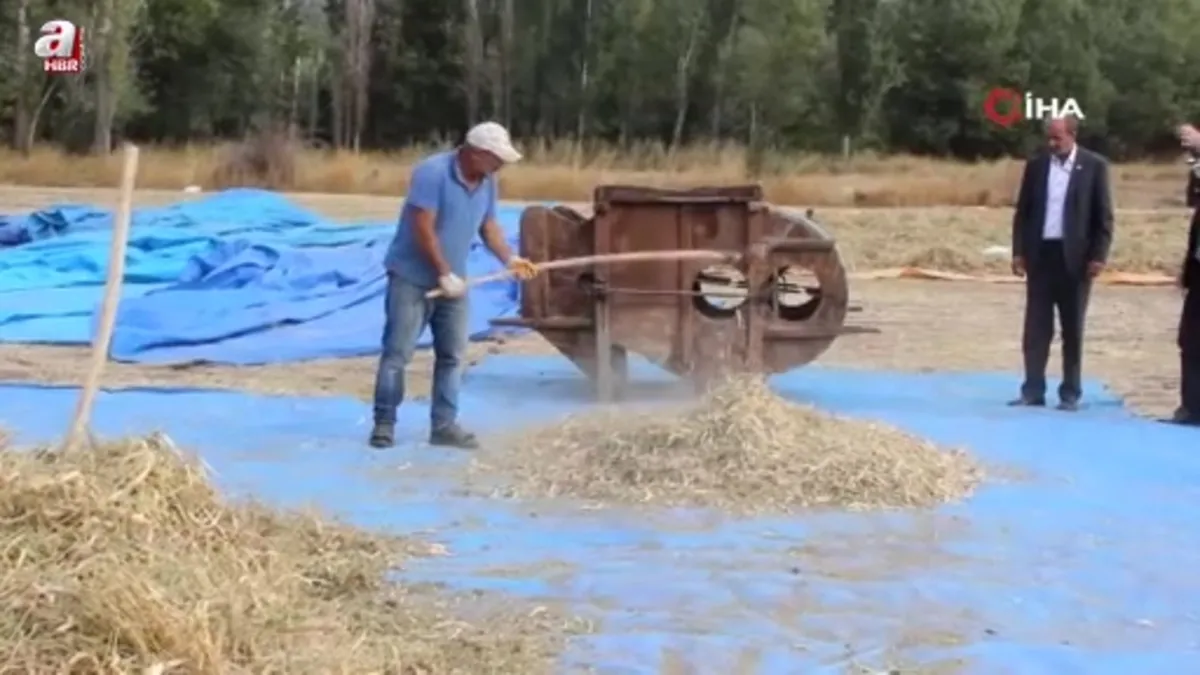 Sivas’ta ata tohumu fasulyeler geleneksel yöntemlerle üretiliyor