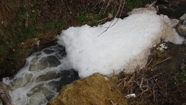 Vatandaş CHP'li belediyeye isyanda: Artık kurbağa bile yaşamıyor - 1
