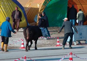 Kurbanlık satın alınırken dikkat edilecek hususlar
