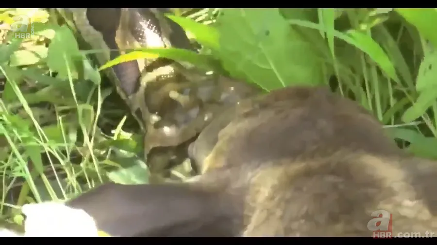 Anakonda yılanı ineği tek lokmada yuttu! O anlar böyle görüntülendi 6