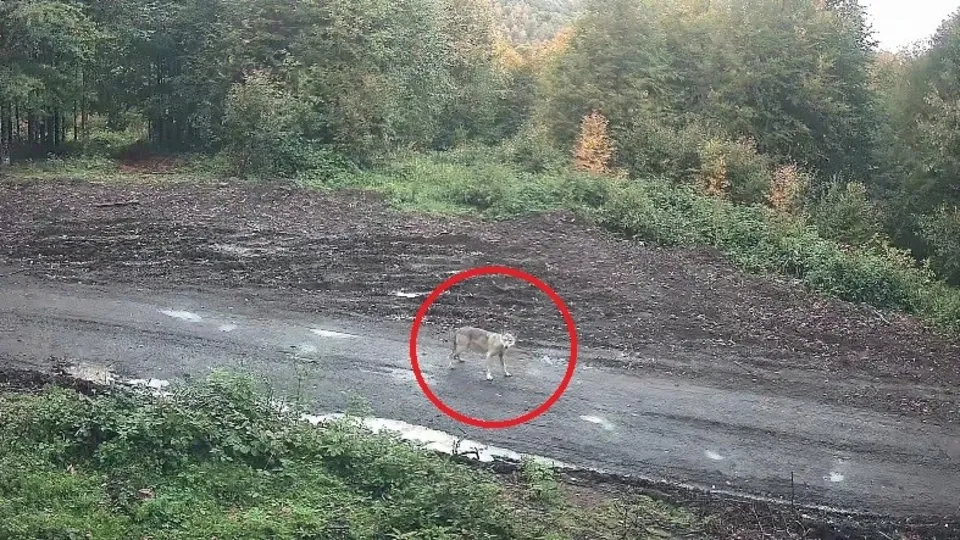 Kurt sürüsü fotokapana böyle yakalandı