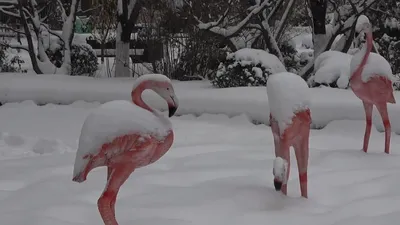 Rekor yağış! Beyaz örtüyle kaplandı