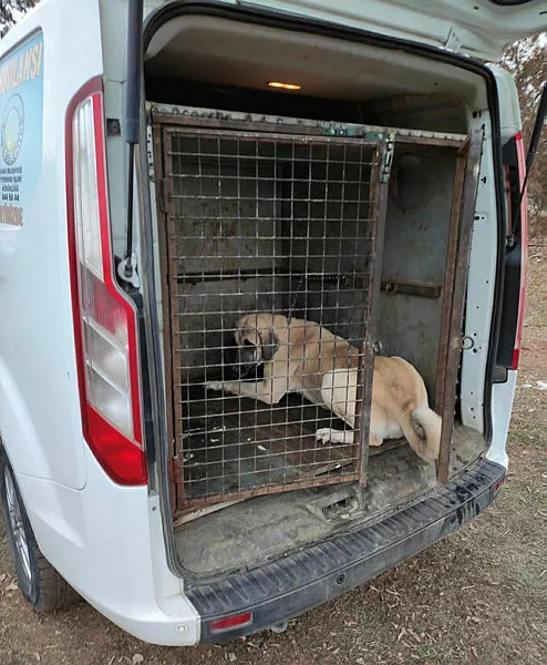 Sivas'ta köpek dövüştüren çiftlik sahibine 26 bin lira ceza - 4