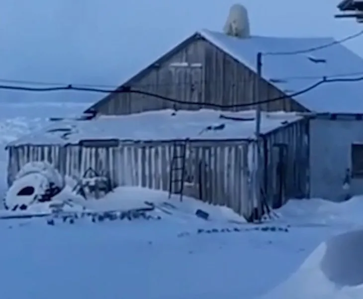 Kutup ayısı evin çatısına çıktı! Şaşkına çeviren görüntü sosyal medyayı salladı