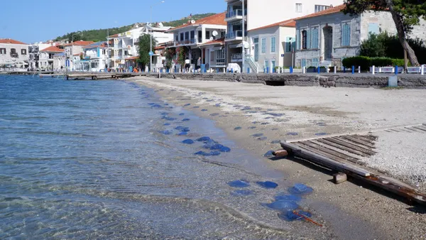1699882796986.jpg Turizmi ve balıkçılığı olumsuz etkiledi! Foça'da denizanası istilası - 4