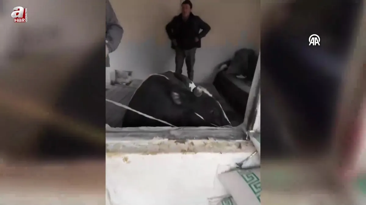 Kaçan tosun sahibinin evine camı kırıp pencereden girdi