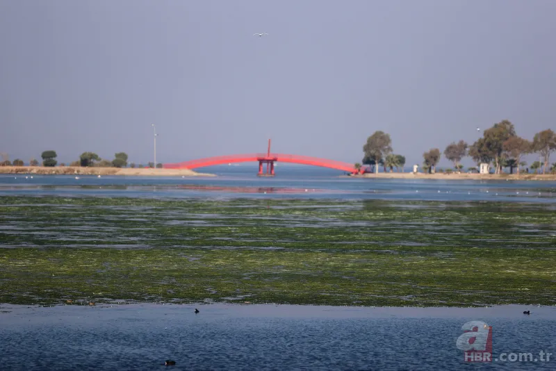 CHP'li Tunç Soyer'in "Yüzülebilir hale gelecek" dediği İzmir Körfezi çevre felaketi uyarısı veriyor 4